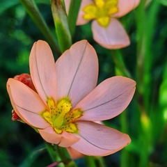 Moraea Species, Cape Tulip
