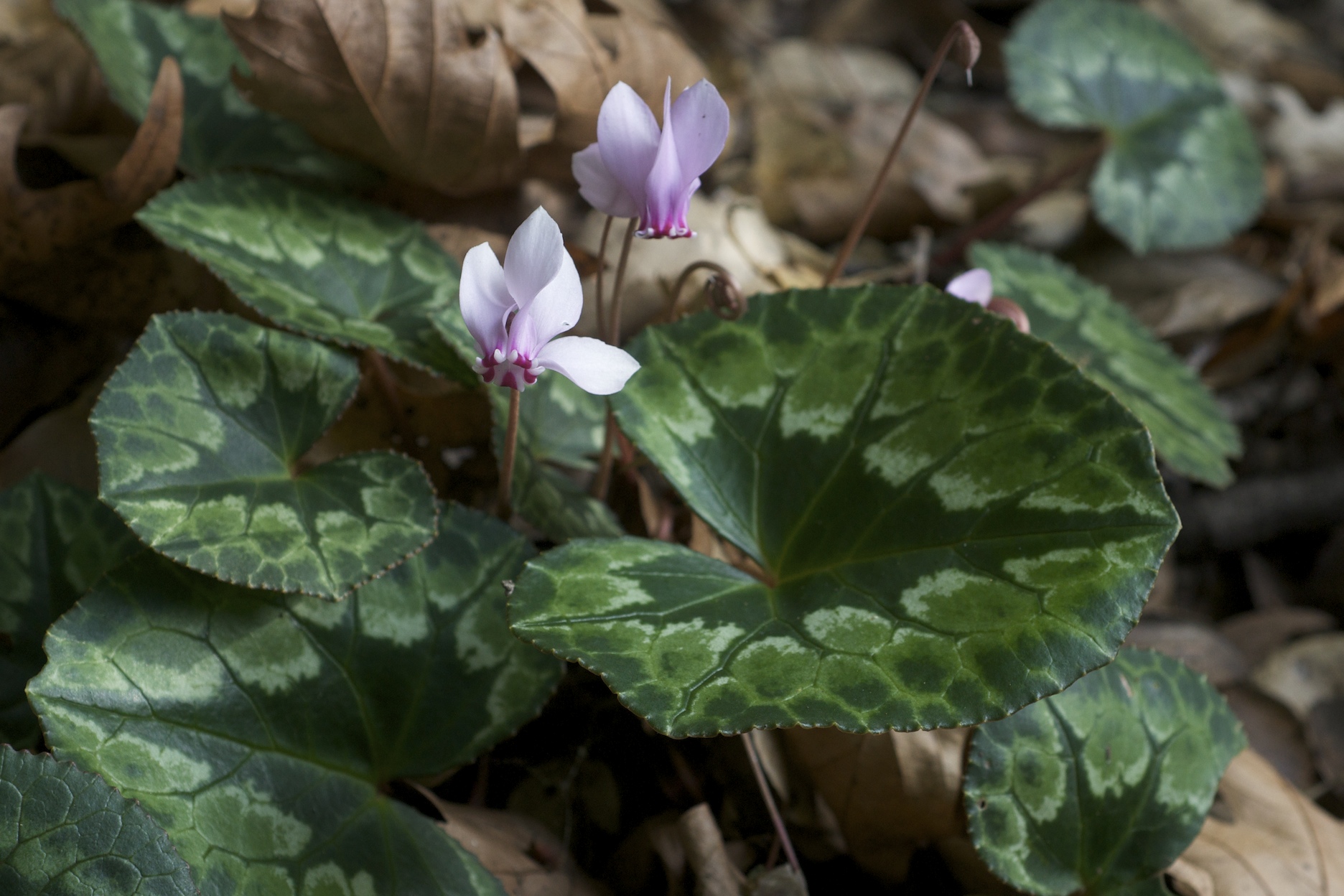 Cyclamen Species, African Cyclamen