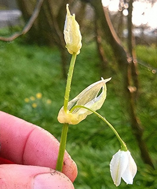 Allium Species, Few Flowered Leek