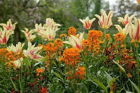 Lily Flowering Tulip Mona Lisa