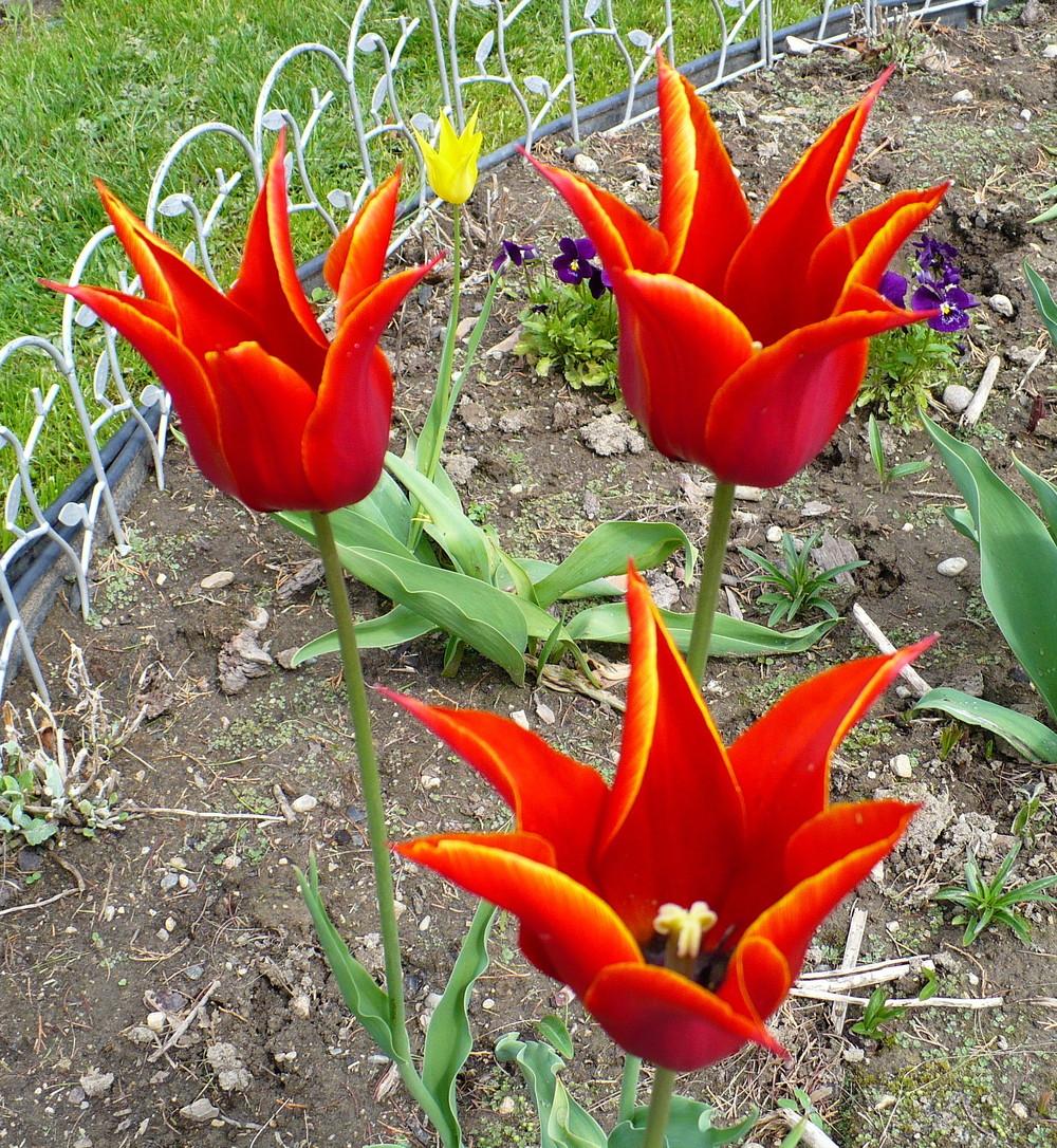 Lily Flowering Tulip Queen of Sheba