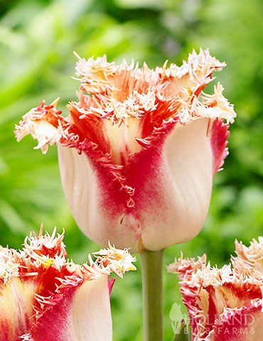 Fringed Tulip Party Time
