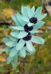 Ixia Species, African Iris, Green Flowered Corn Lily, Turquoise Ixia