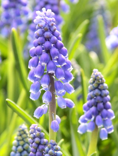 Muscari, Grape Hyacinth Cantab
