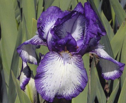 Intermediate Bearded Iris Arctic Fancy