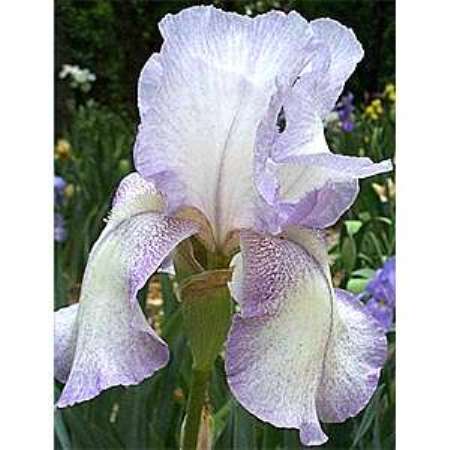 Tall Bearded Iris Caroline Jane