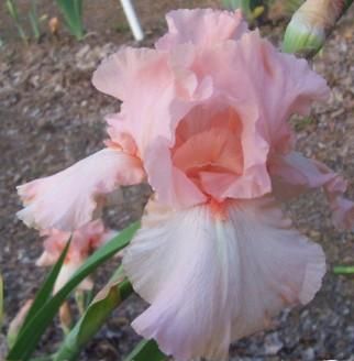 Tall Bearded Iris Dolly Dancer