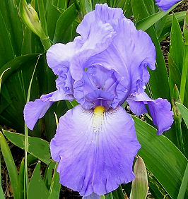 Tall Bearded Iris Lake Reprise