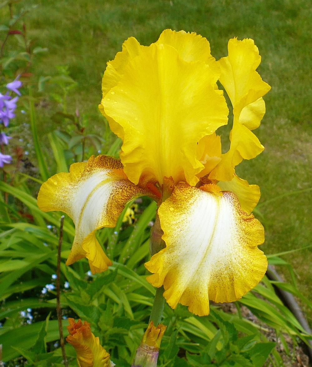 Tall Bearded Iris Radiant Apogee