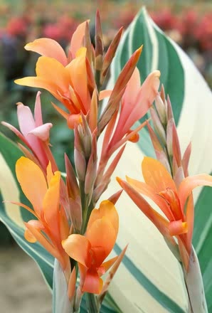 Canna Lily Reign of Stuttgart