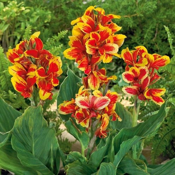 Canna Lily Rosemond Coles