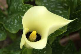 Zantedeschia, Arum Lily, Calla Lily Black Magic