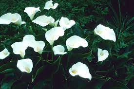 Zantedeschia, Arum Lily, Calla Lily Little Gem