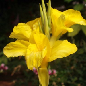 Canna Lily Rigoletto