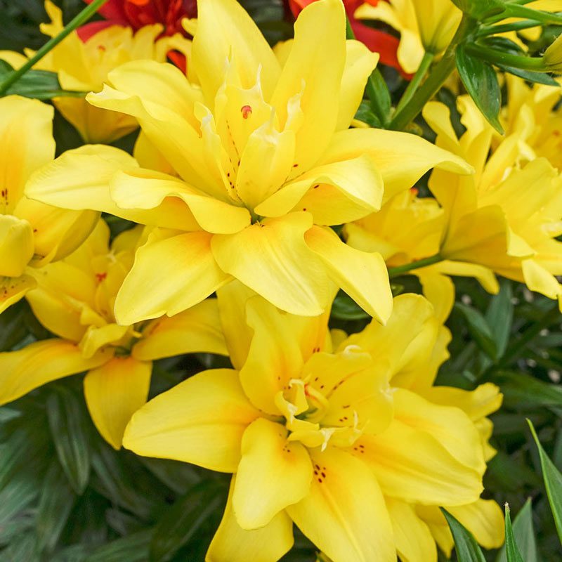 Double Asiatic Lily Fata Morgana