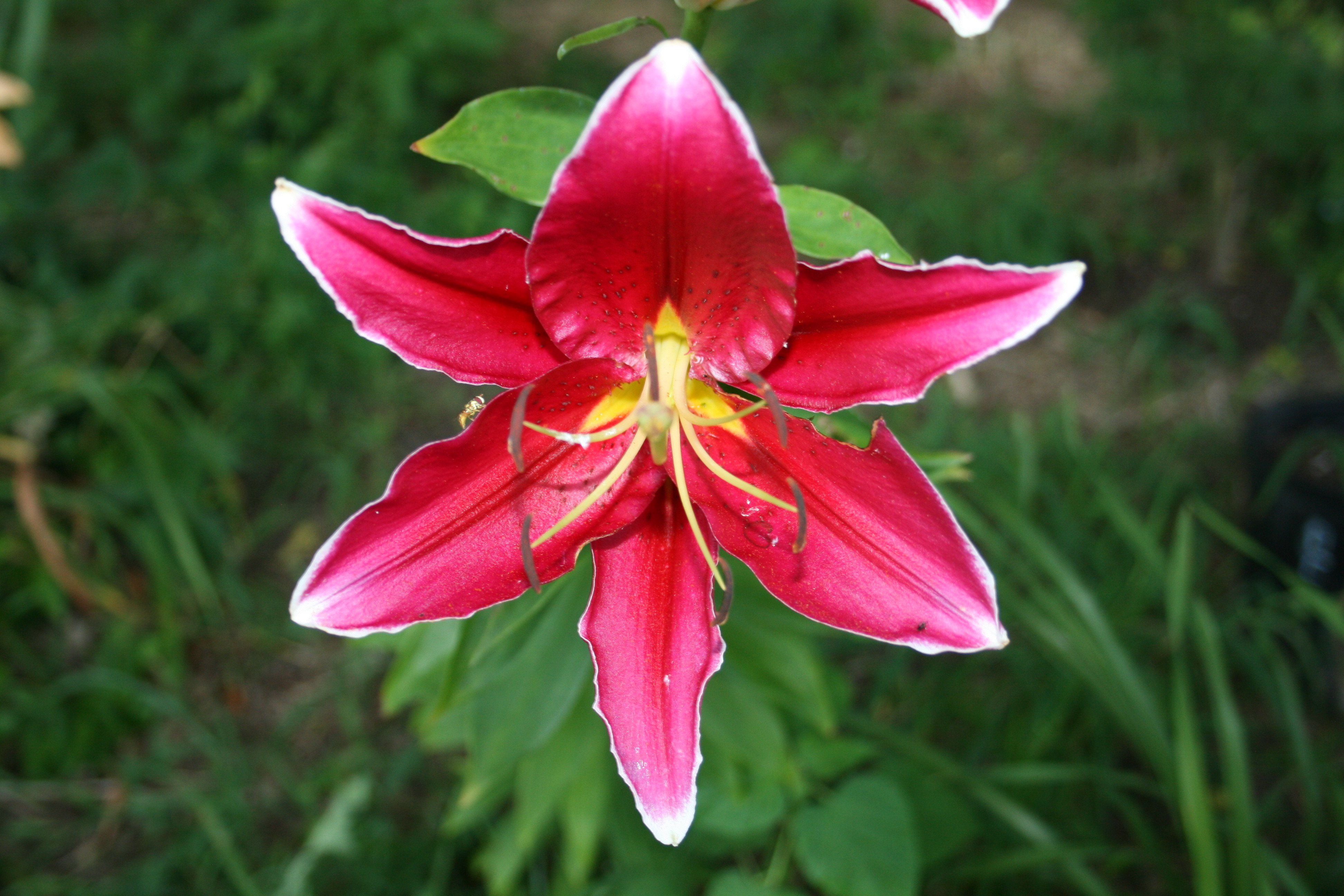 Oriental Lily Barbaresco