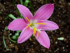 Habranthus Species, Rain Lily, Rainlily