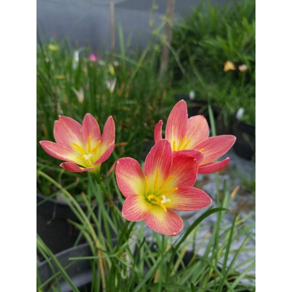 Rain Lily, Rainlily