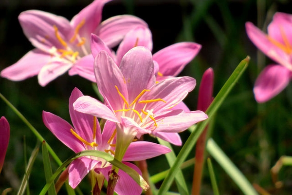 Habranthus Species, Mananitas, Rain Lily, Tomorrow Flower