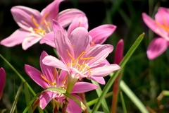 Habranthus Species, Mananitas, Rain Lily, Tomorrow Flower