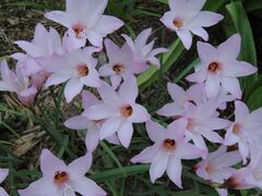 Habranthus, Rain Lily, Rainlily 'Cherry Pink'
