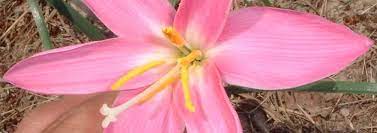 Pyrolirion Species, Fairy Lily, Rain Lily, Rainlily, Zephyr Lily