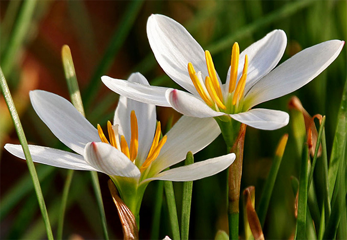 Zephyranthes Species, Rain Lily, Refugio Zephyr Lily