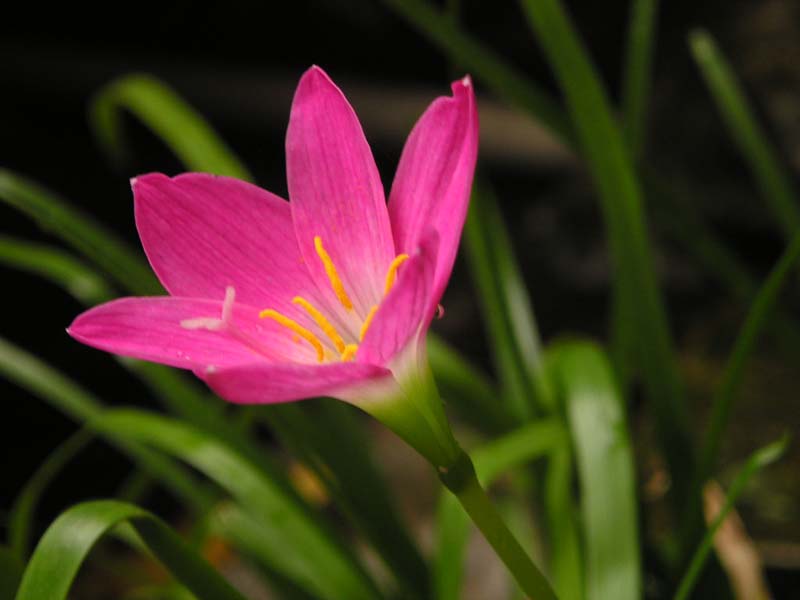 Zephyranthes, Fairy Lily, Rain Lily, Rainlily, Zephyr Lily Rosea