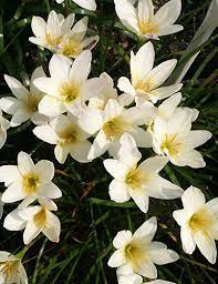 Zephyranthes, Fairy Lily, Rain Lily, Rainlily, Zephyr Lily Aquarius