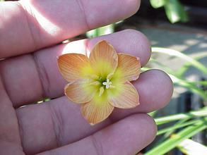 Zephyranthes, Fairy Lily, Rain Lily, Rainlily, Zephyr Lily Fireball