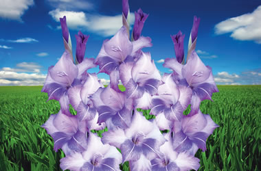 Gladiolus Blue Sky
