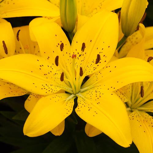 Longiflorum-Asiatic (L.A.) Hybrid Lily Aladdin Dazzle