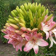 Asiatic Lily Marlene