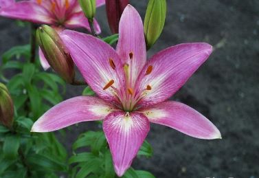 Asiatic Lily Blue Eyes
