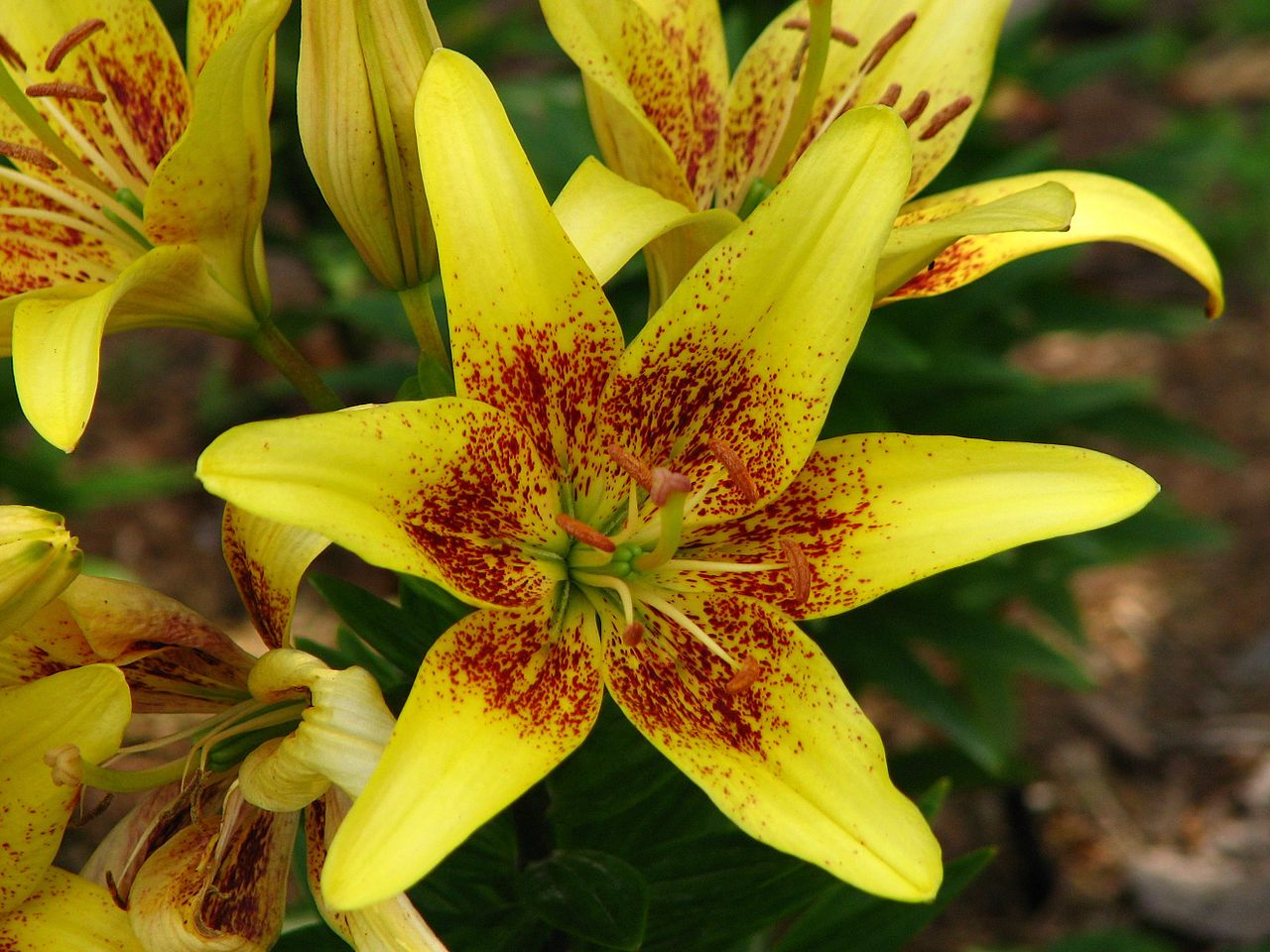 Asiatic Lily Latvia