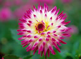 Cactus Dahlia Haley Jane