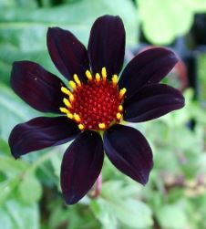 Single Flowered Border Dahlia Dark Desire