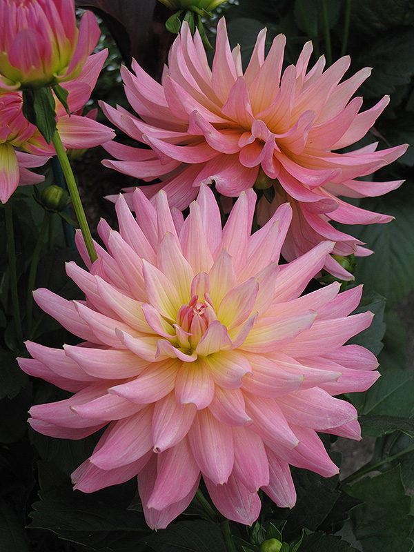 Waterlily Dahlia Christine
