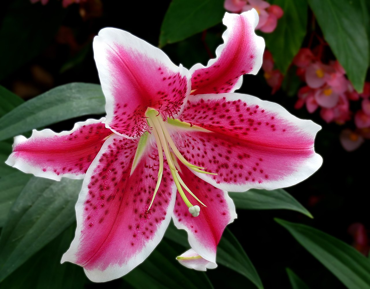 Oriental Lily Rosato