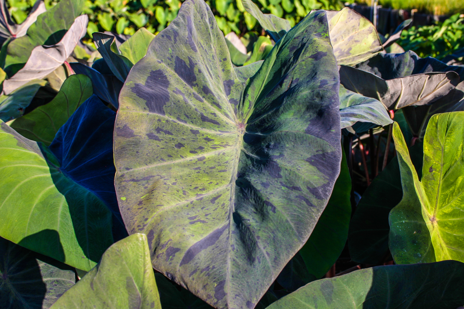 Colocasia, Elephant Ear, Taro Black Marble