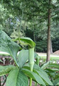 Arisaema Species, Elephant Cobra Lily, Jack-in-the-Pulpit