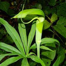 Arisaema Species, Whipcord Cobra Lily