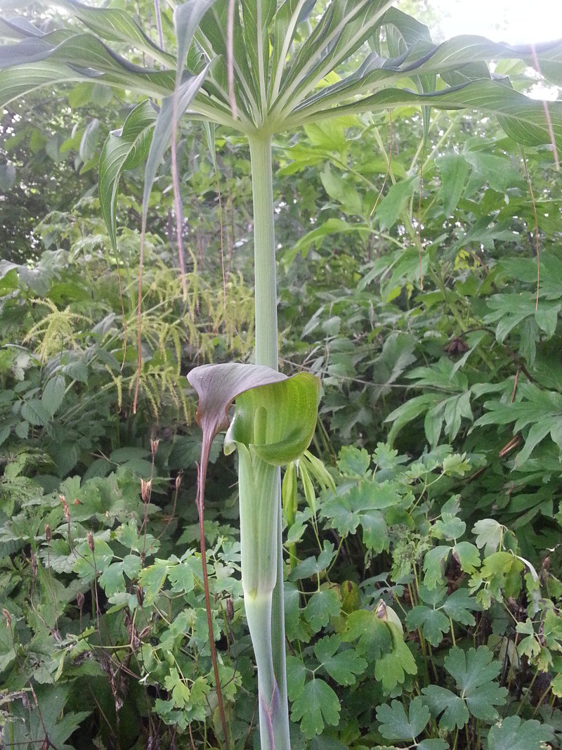 Arisaema Species, Blushing Cobra Lily