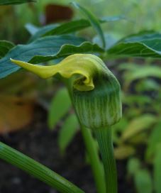 Arisaema Species, Yellow Cobra Lily, Yellow Jack-in-the-Pulpit
