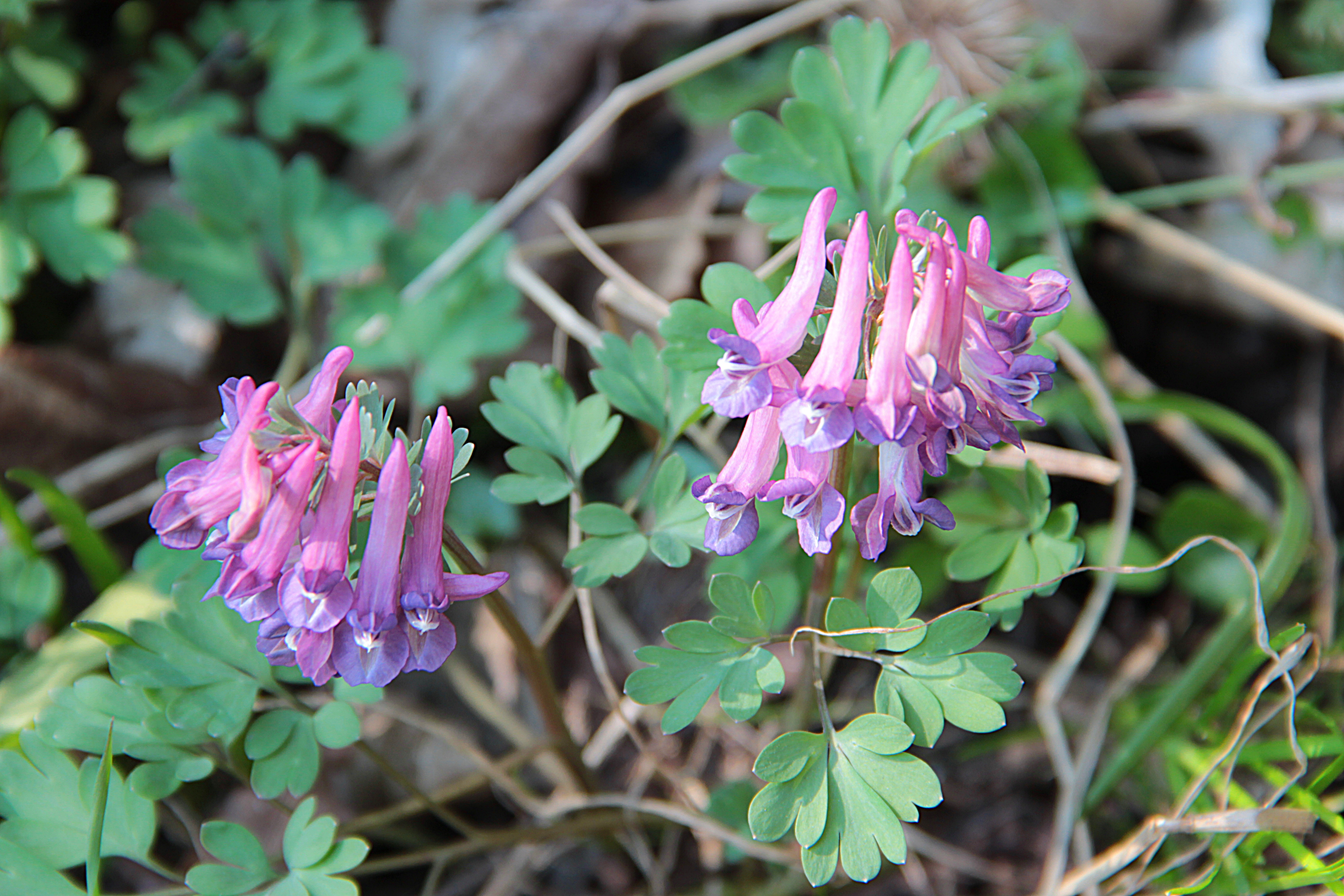 Corydalis Species