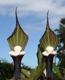 Arisaema Species, Chinese Cobra Lily, Himalayan Cobra Lily, Jack-in-the-Pulpit