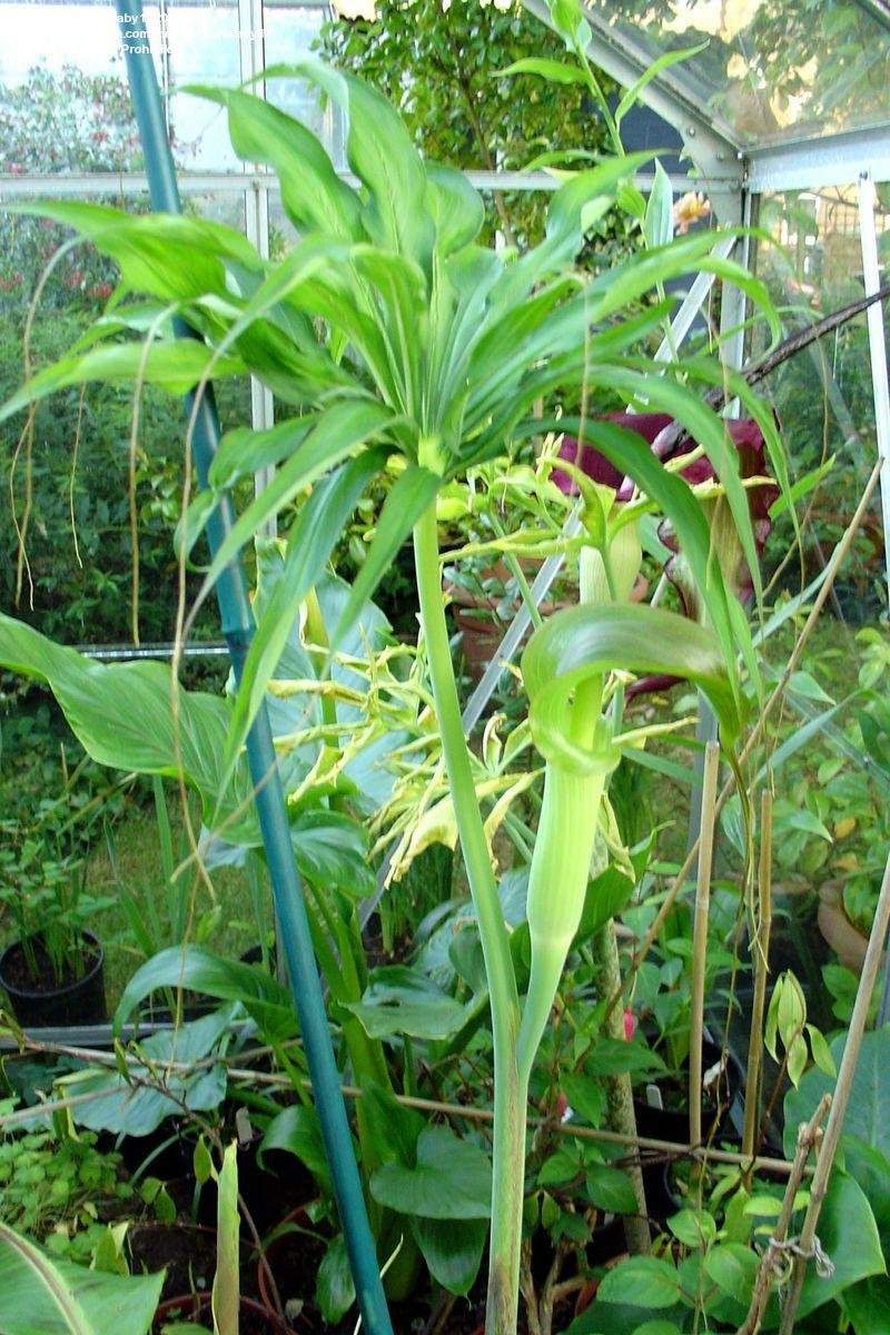 Arisaema Species, Blushing Cobra Lily, Jack-in-the-Pulpit