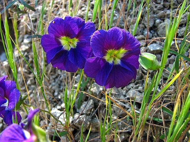 Tropaeolum Species