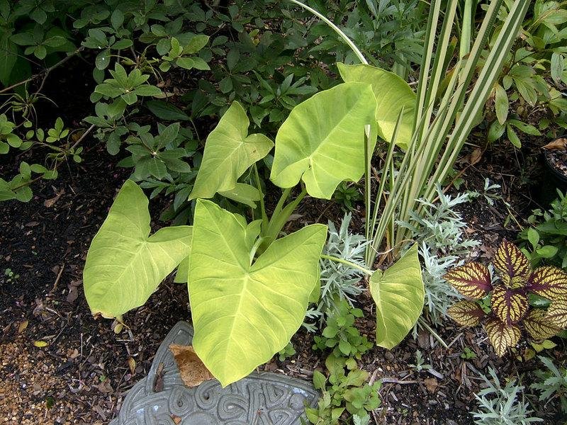 Elephant Ear, Taro, Malanga Golden Delicious