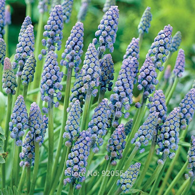 Muscari, Grape Hyacinth Saffier